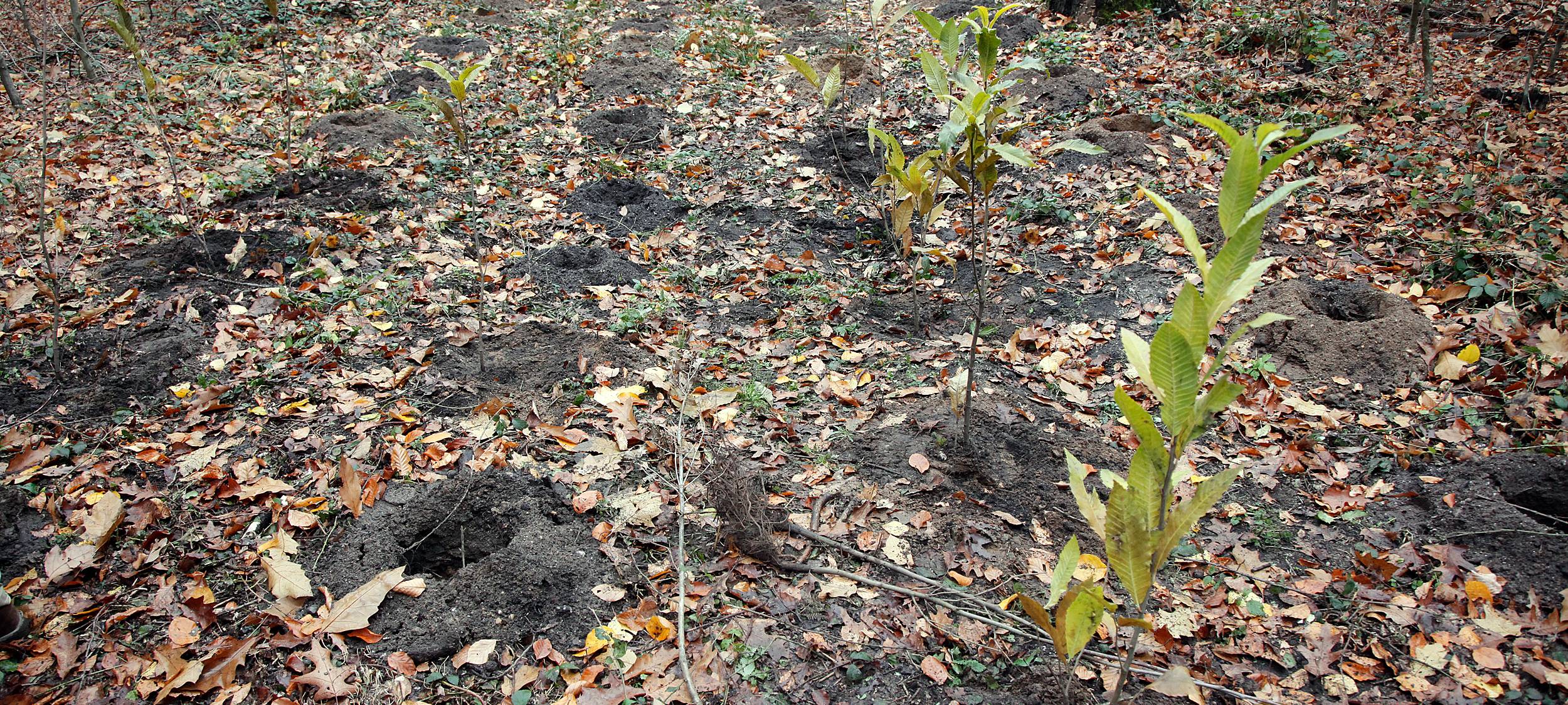 Tausende neue Bäume für den Stadtwald