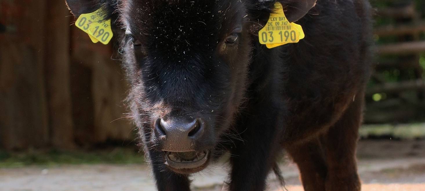 Zoo hat Inventur gemacht