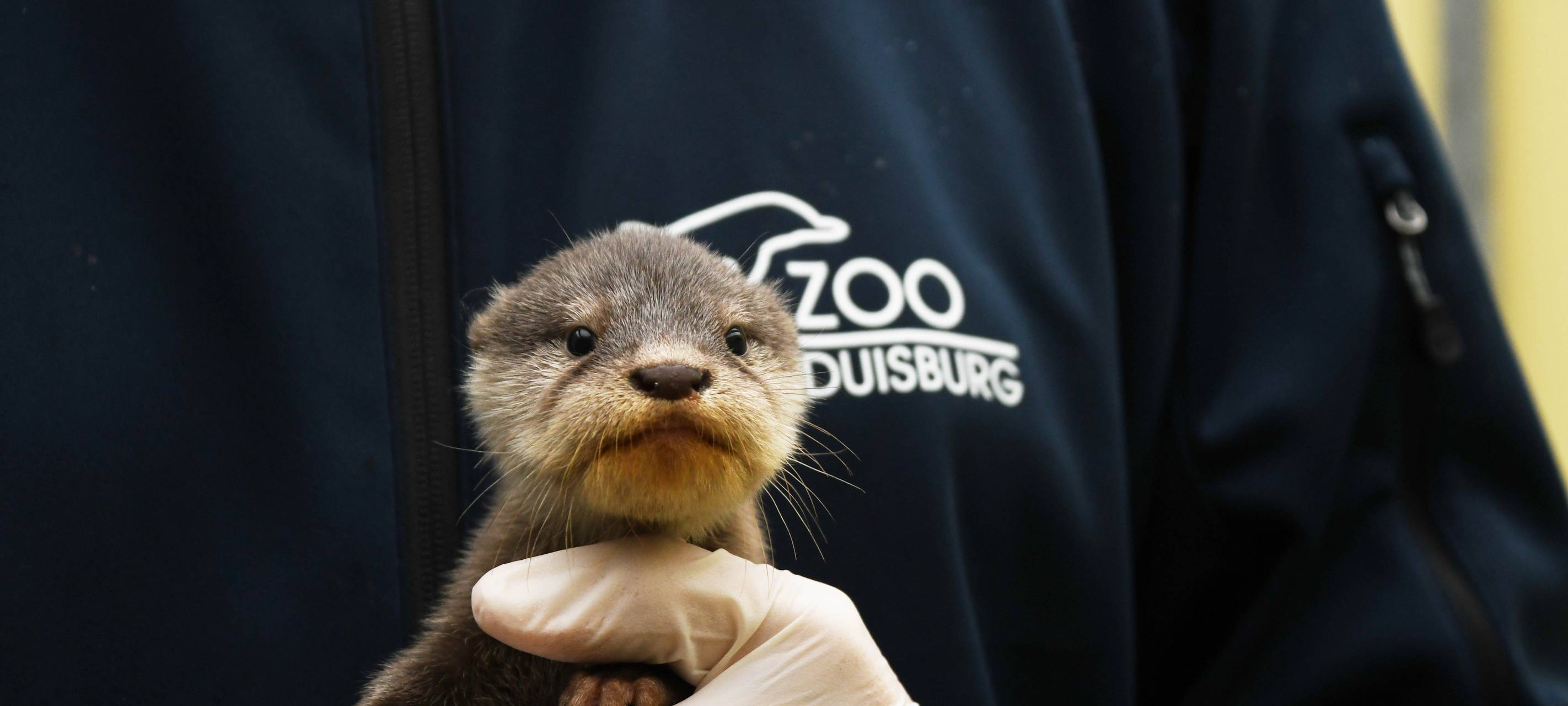 Zoo Duisburg lockert Corona-Maßnahmen