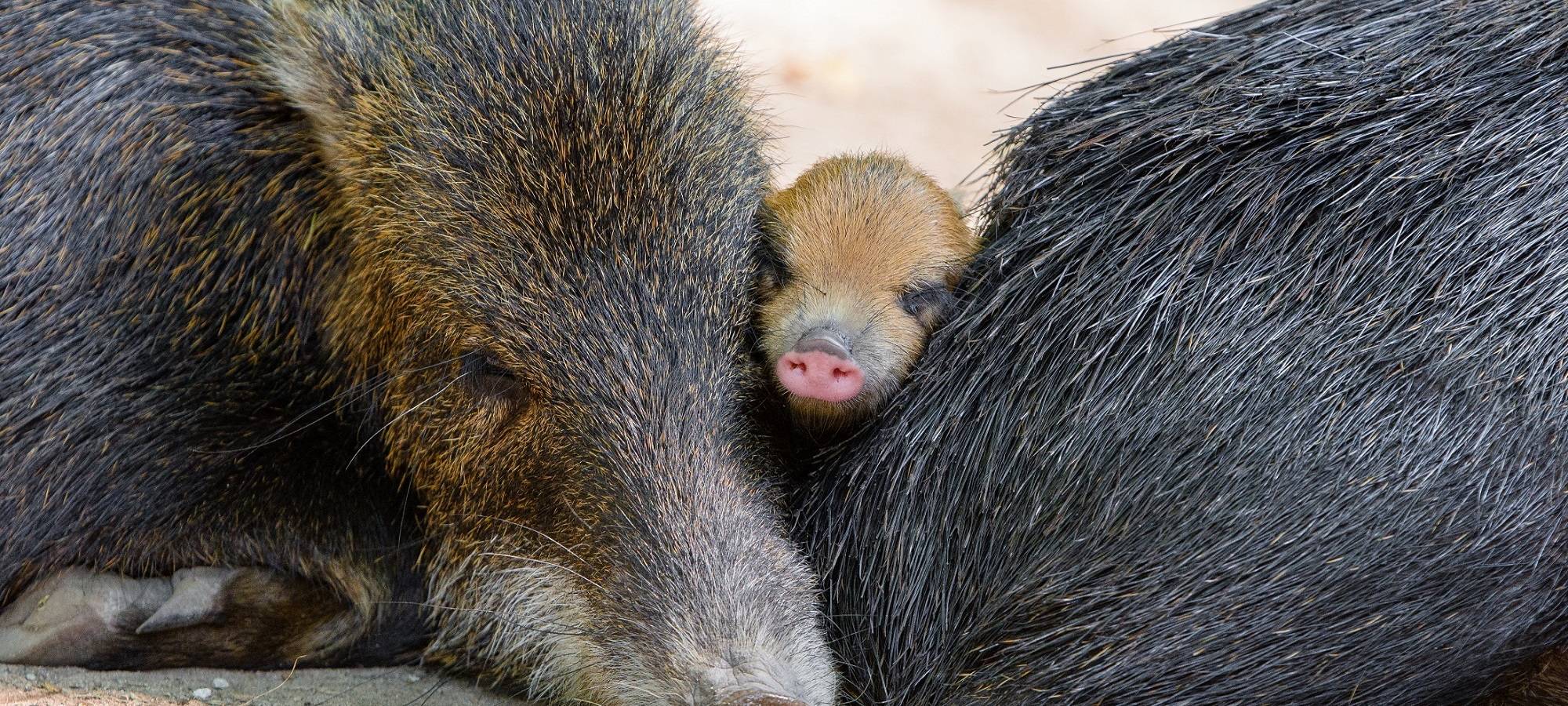 Zoo hat Inventur gemacht