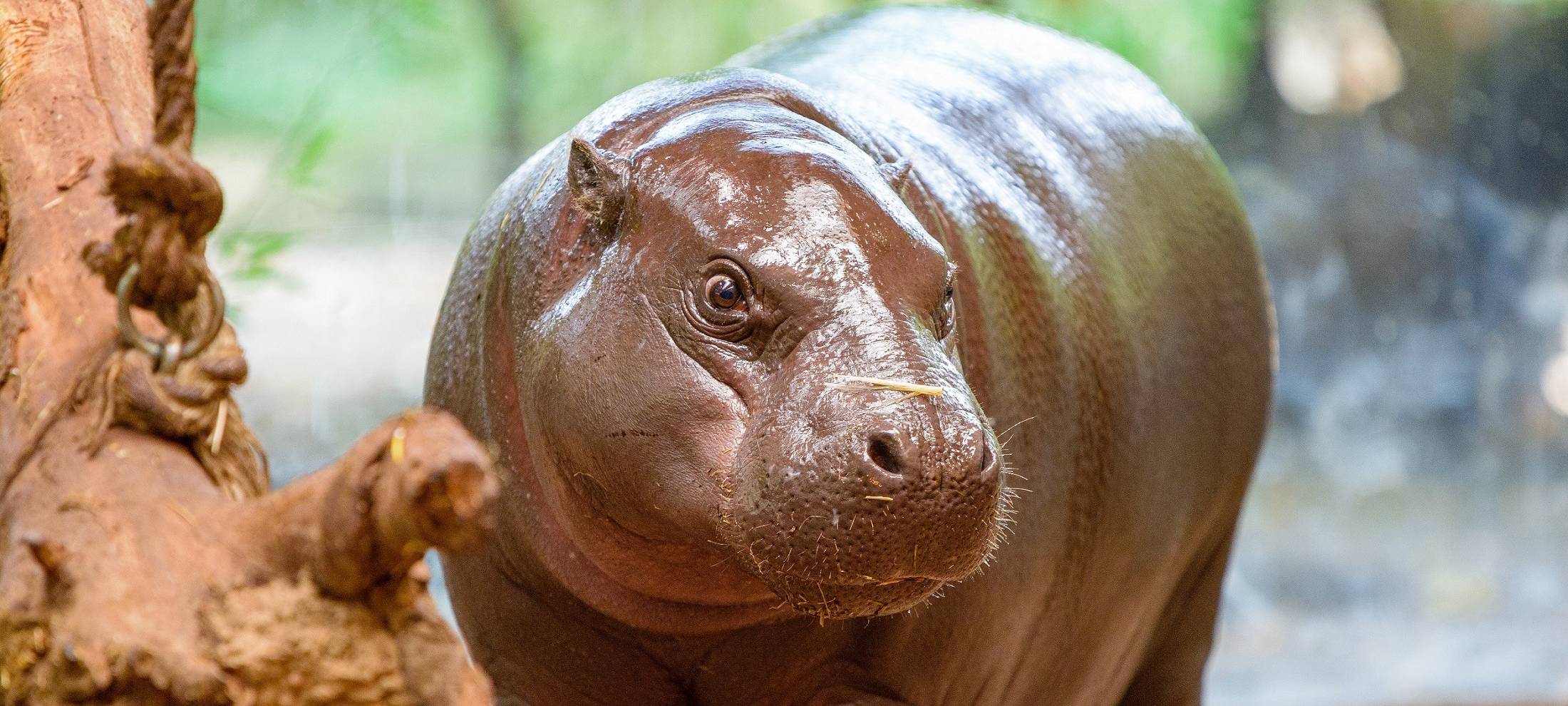 Zoo Duisburg verabschiedet Zwergflusspferd Jamina