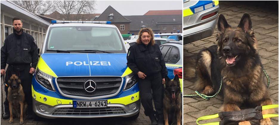 Polizeihunde erschnüffeln Geld