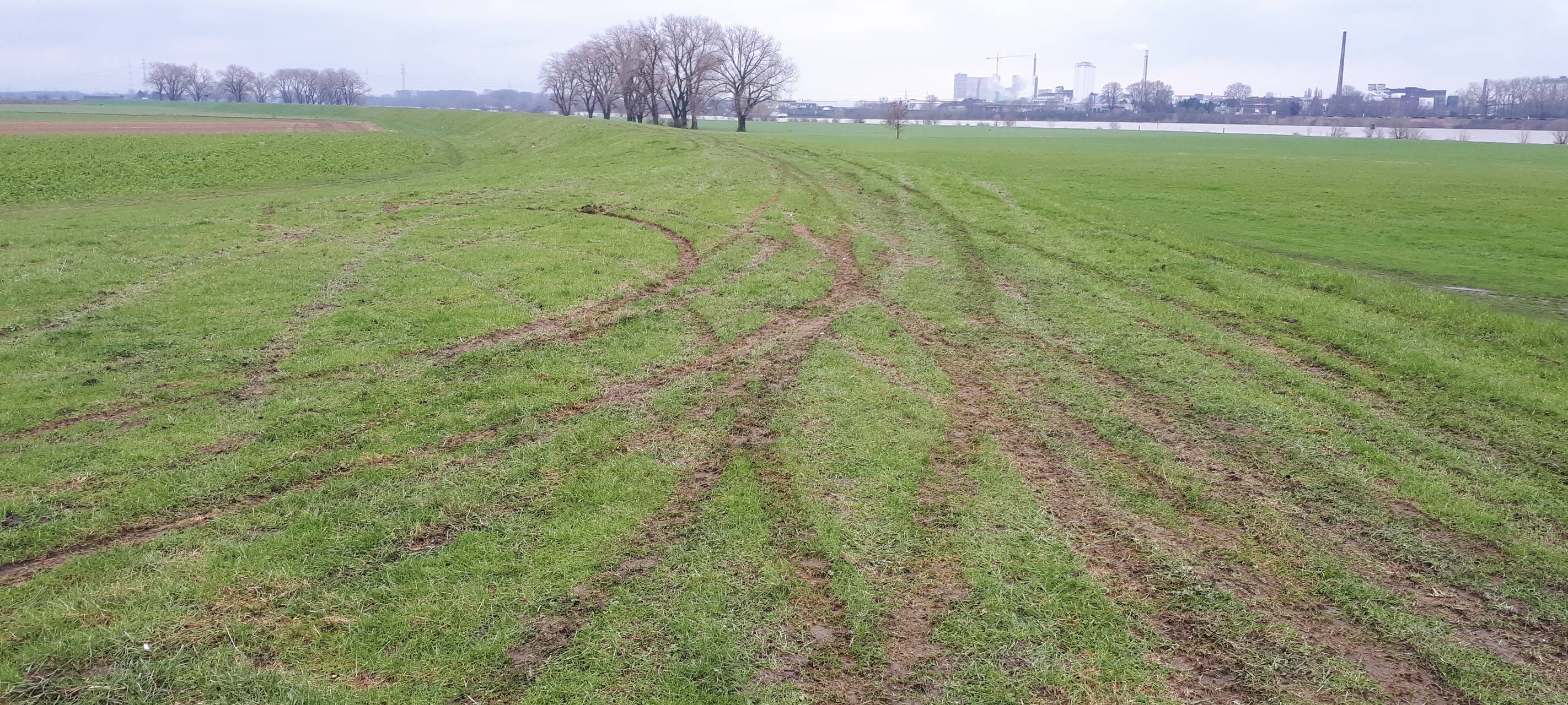Deich in Mündelheim beschädigt