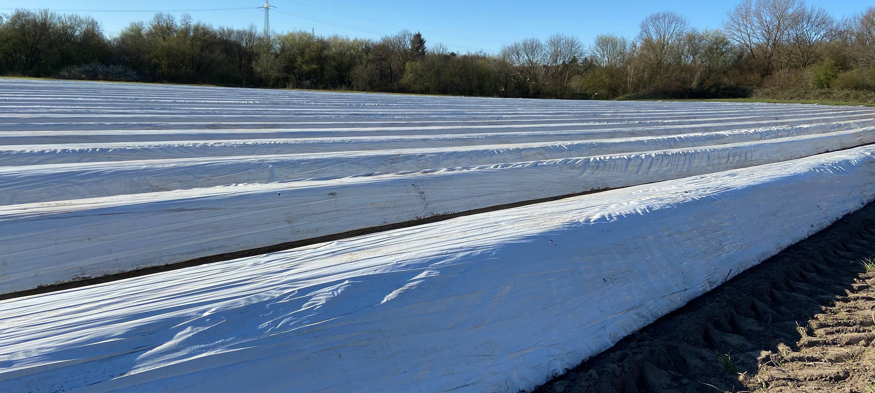 Spargelfeld Folientunnel Spargel Folie Bottrop Eigen Ruhrgebiet
