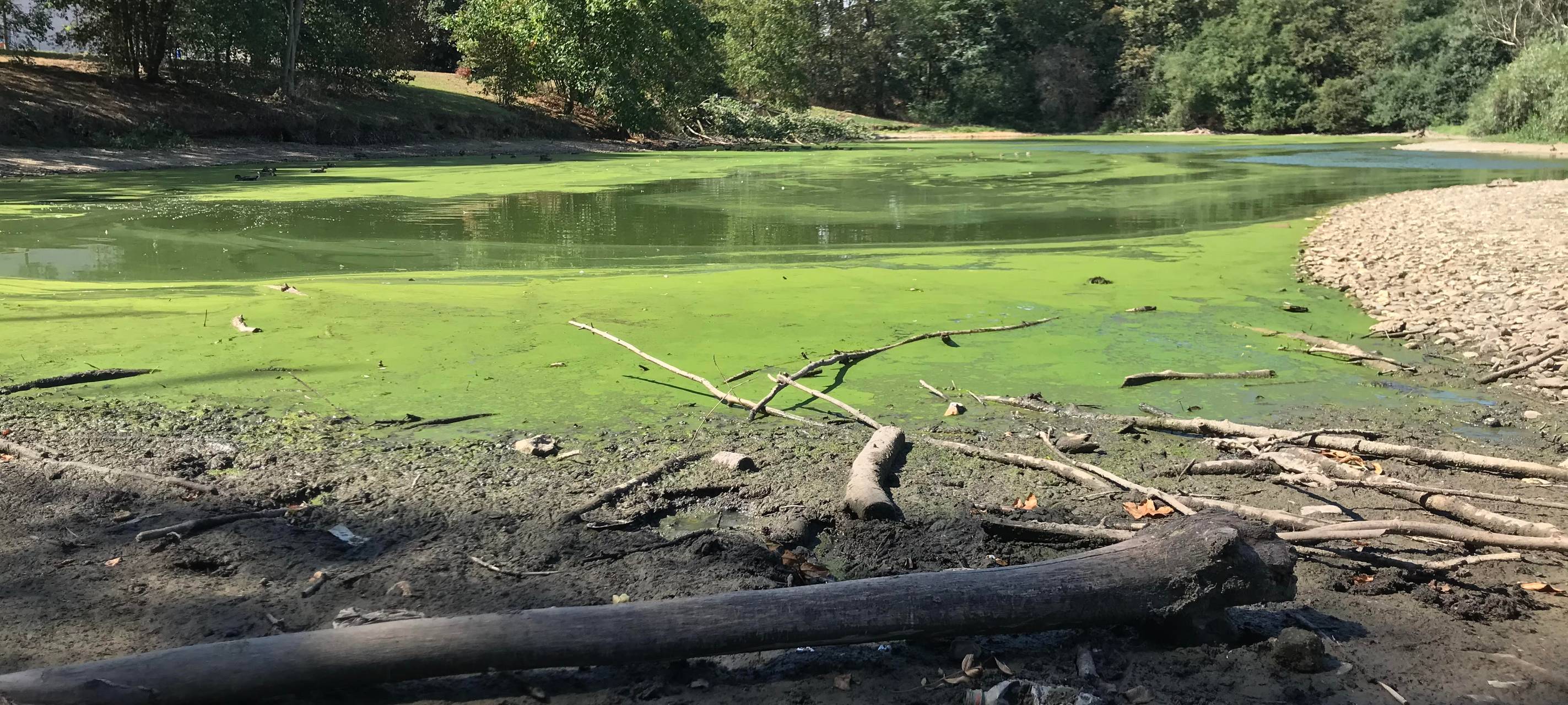 Fischsterben im Schwanenteich