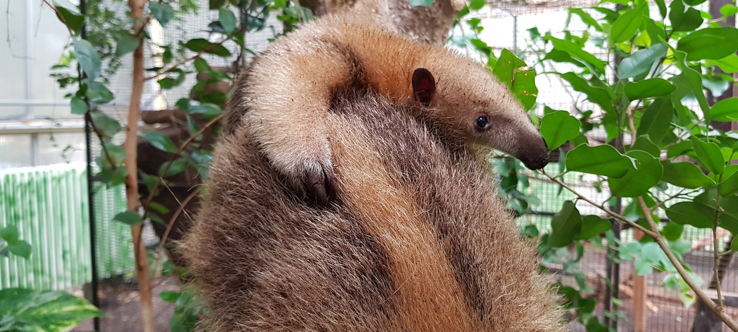 Neuer Kleiner Ameisenbär im Zoo