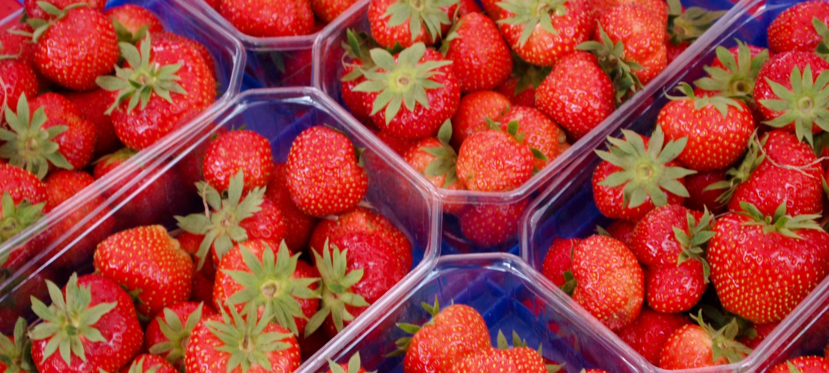 Erdbeeren in Duisburg selbst pflücken