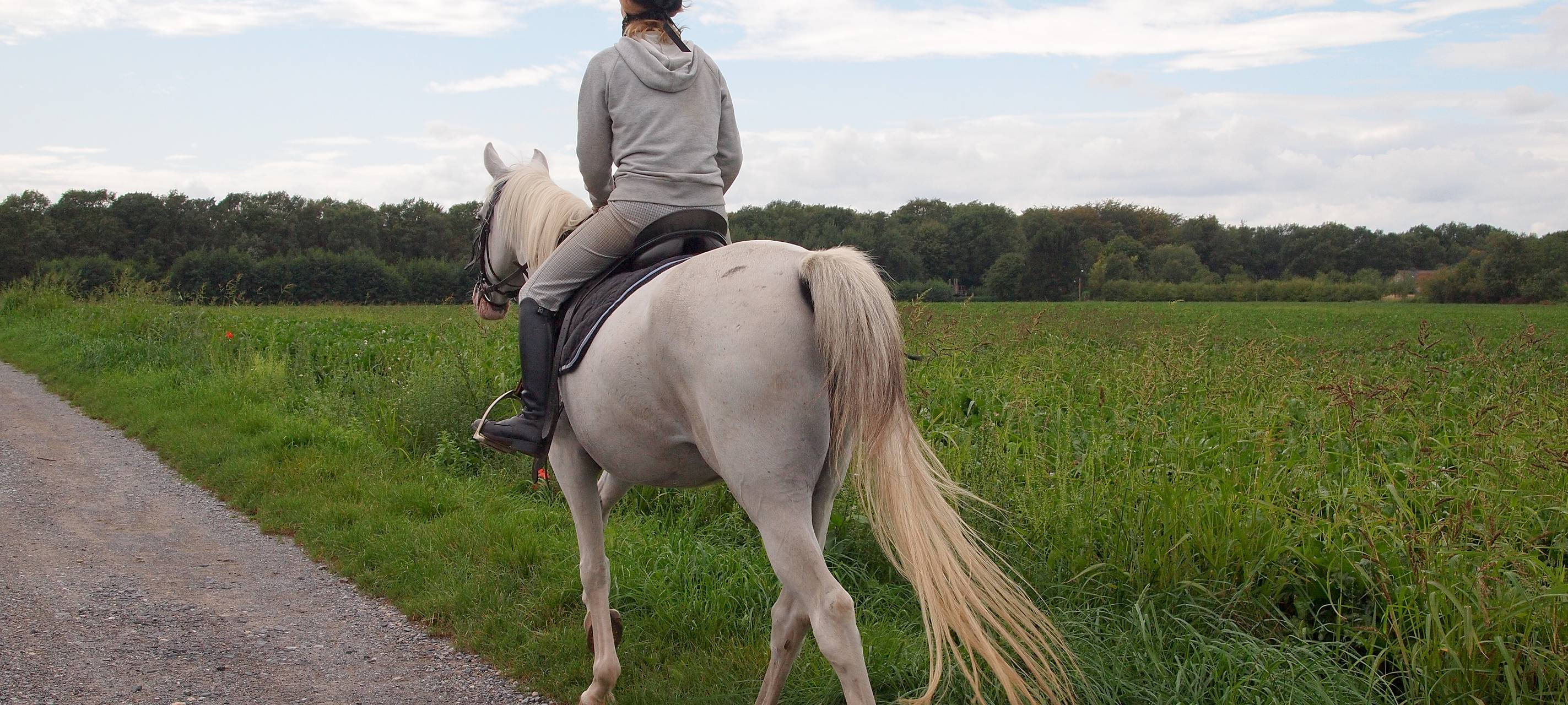 Pferde im Verkehr: Autos müssen Abstand halten