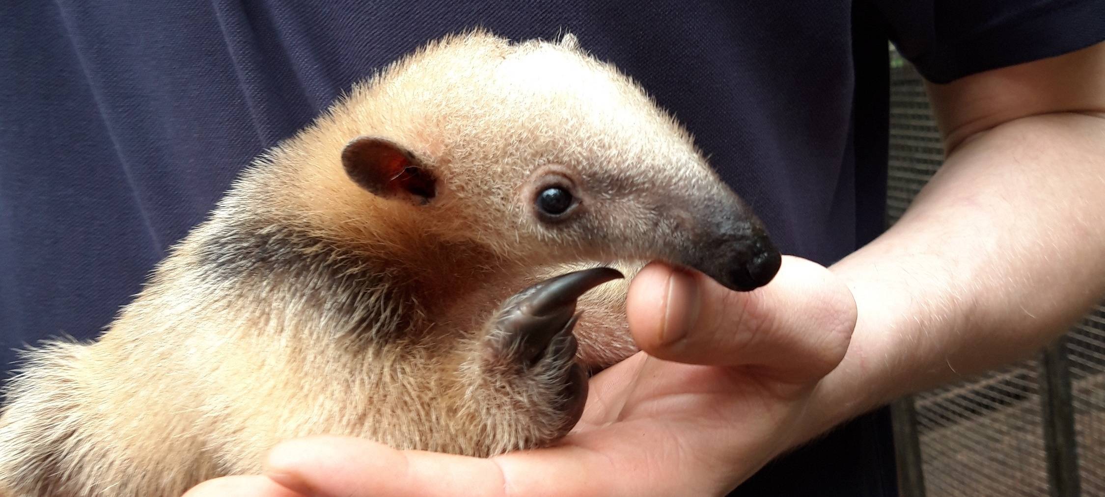 Vorschau auf den Duisburger Zoolauf