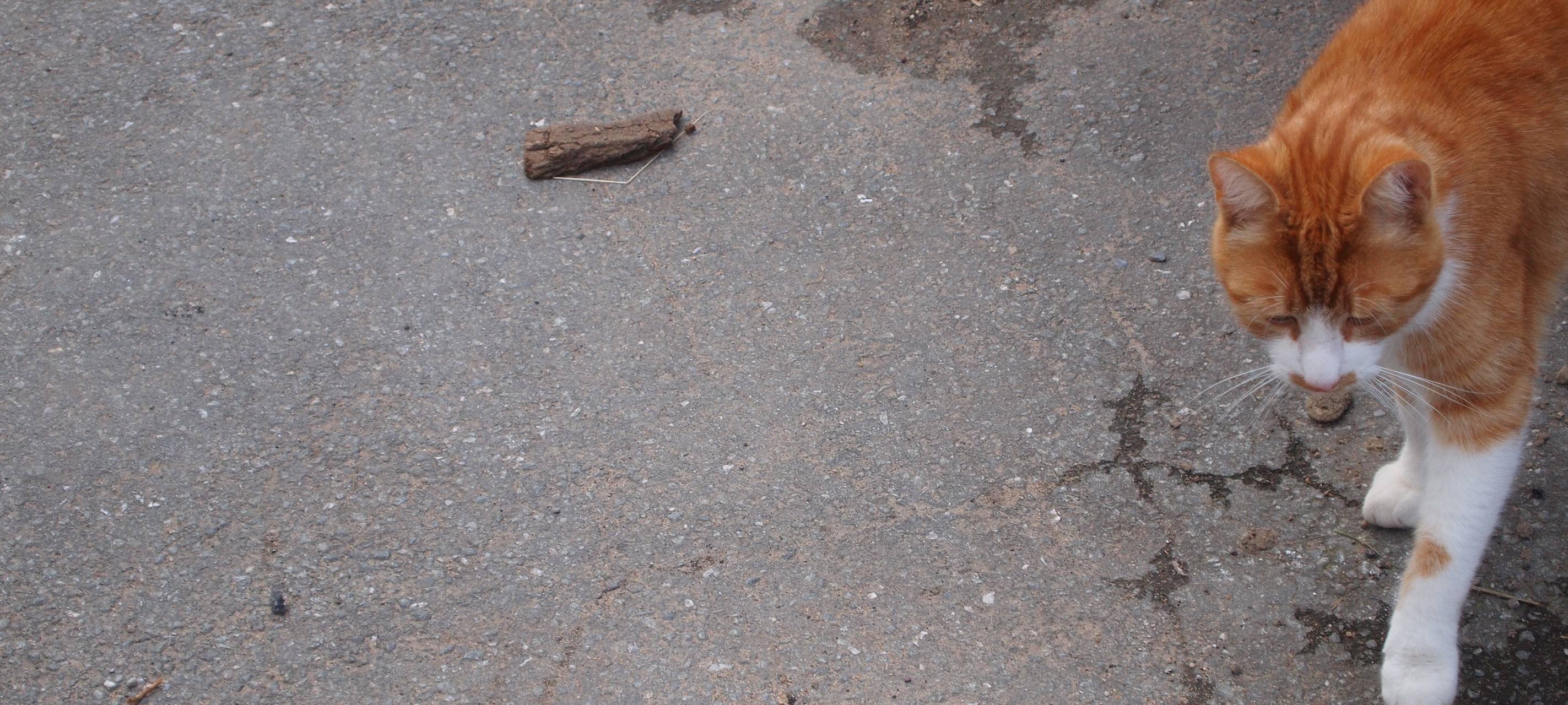 Katzenplage im Duisburger Norden