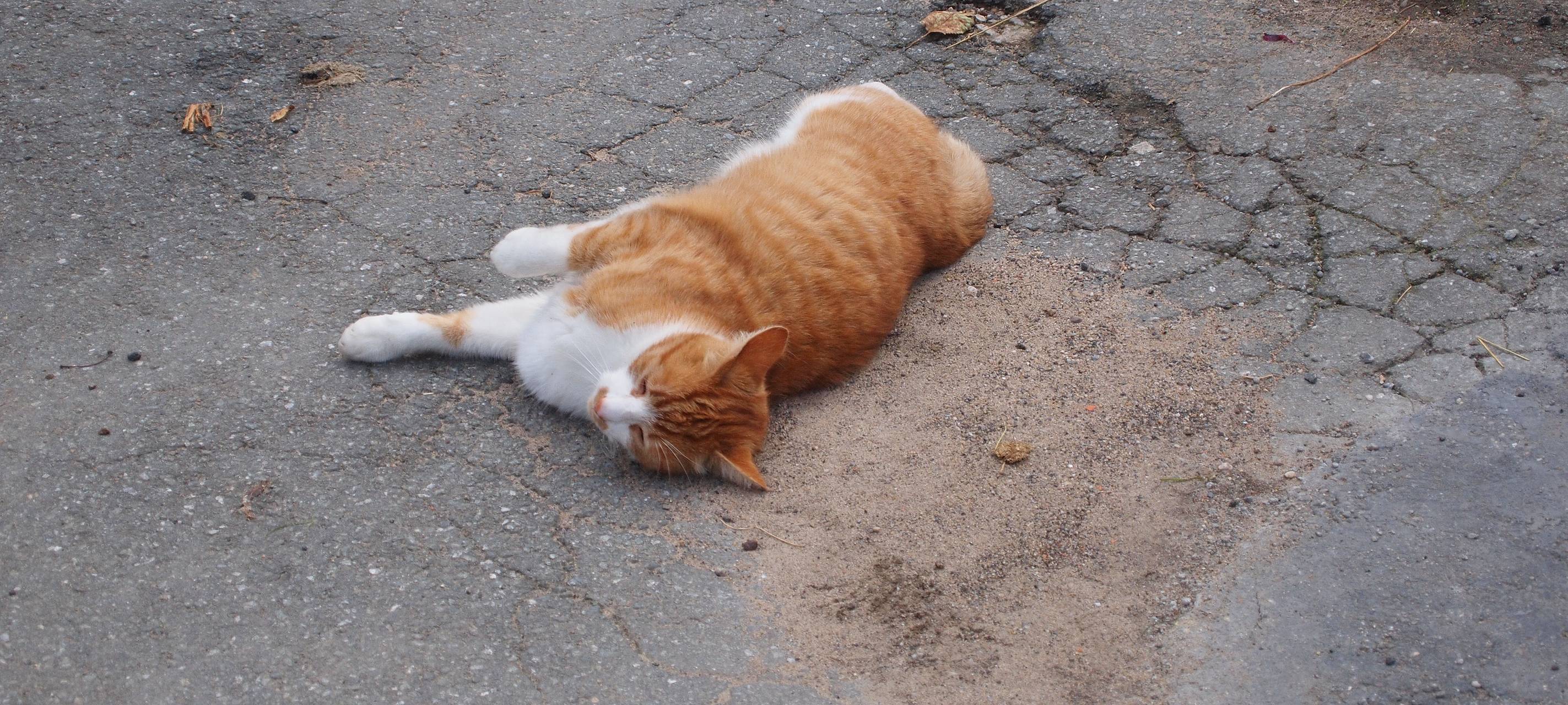 Duisburger Tierheim muss weniger Katzen aufnehmen