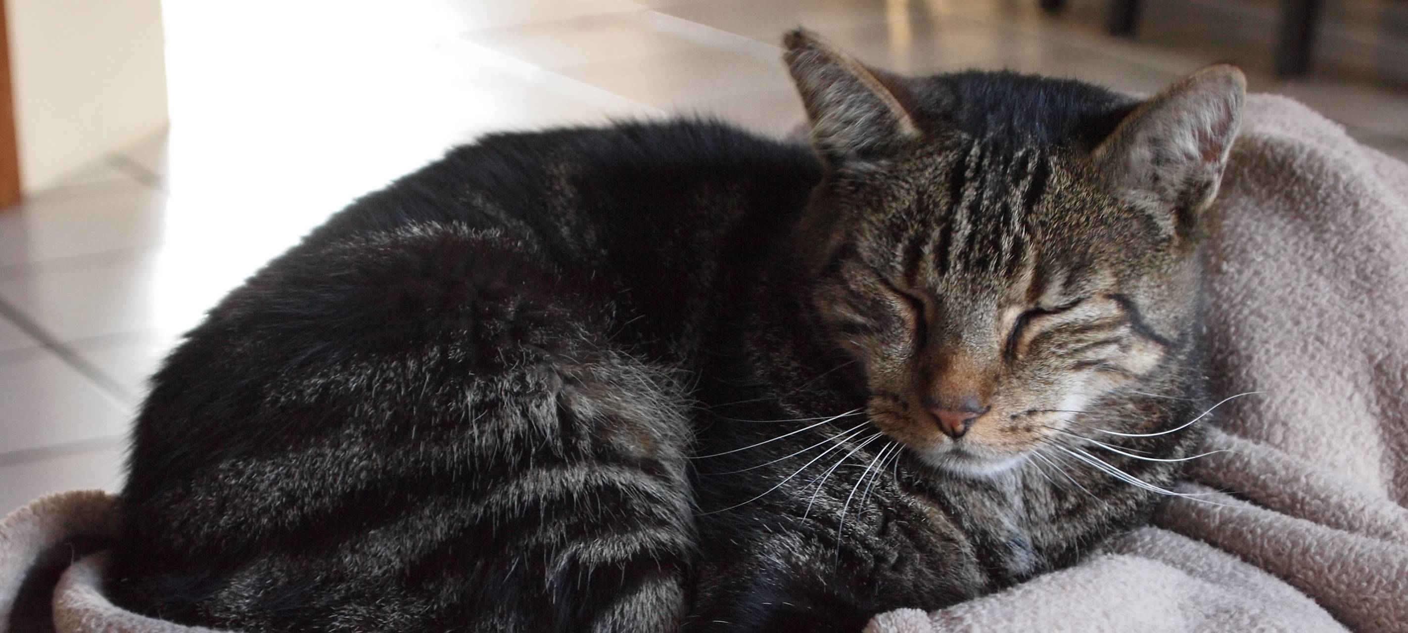 Duisburger Tiertafel bittet um Spenden