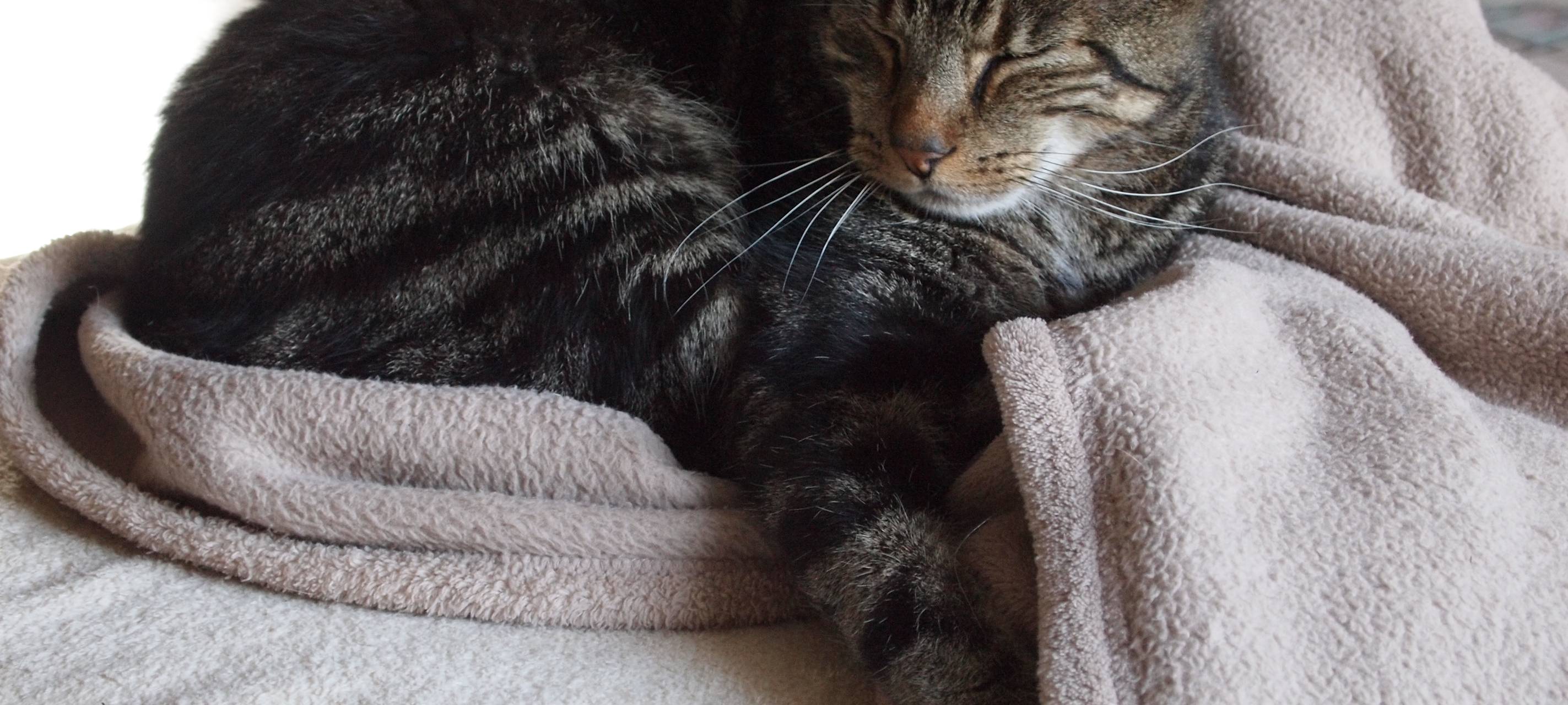 Tierheim Duisburg: Viele Tier-Vermittlungen