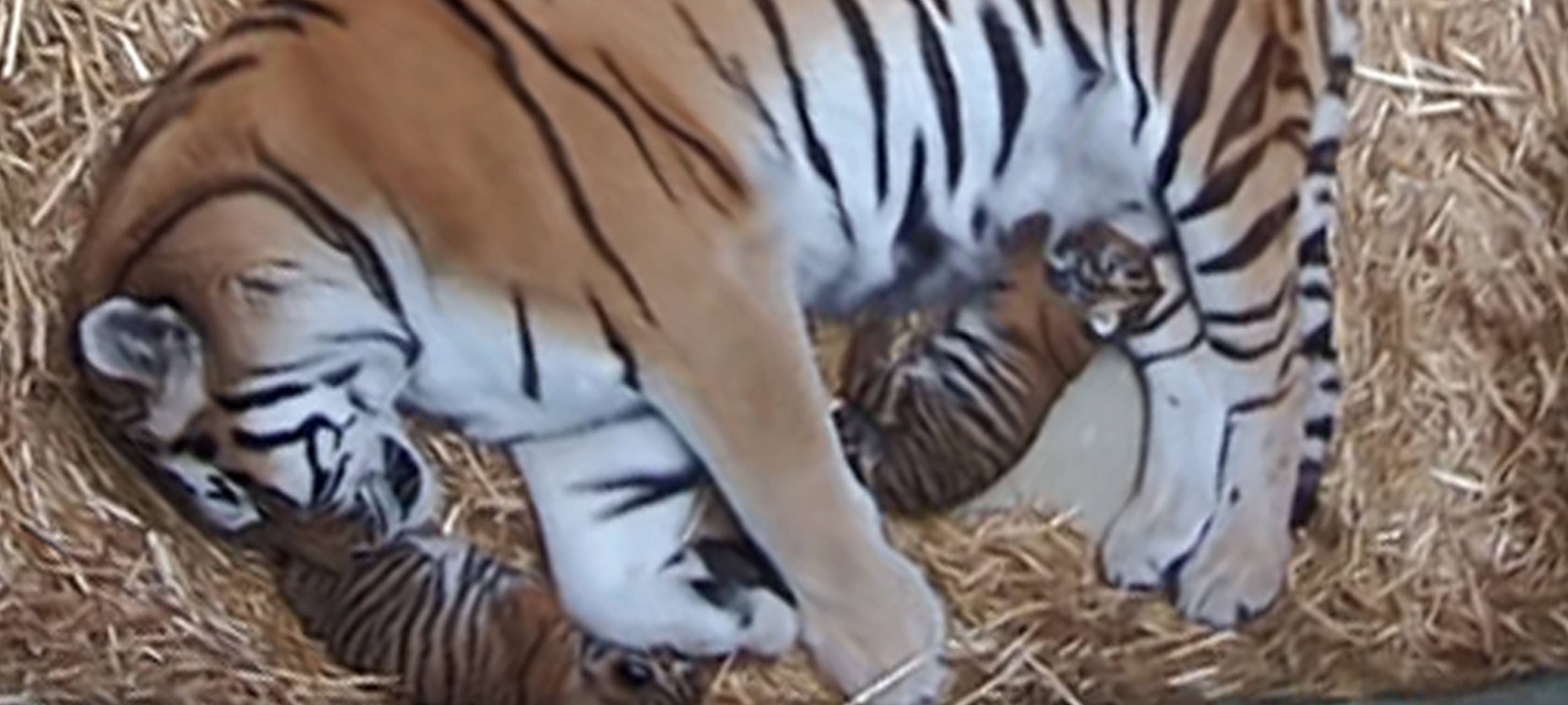 Tiger-Nachwuchs im Duisburger Zoo