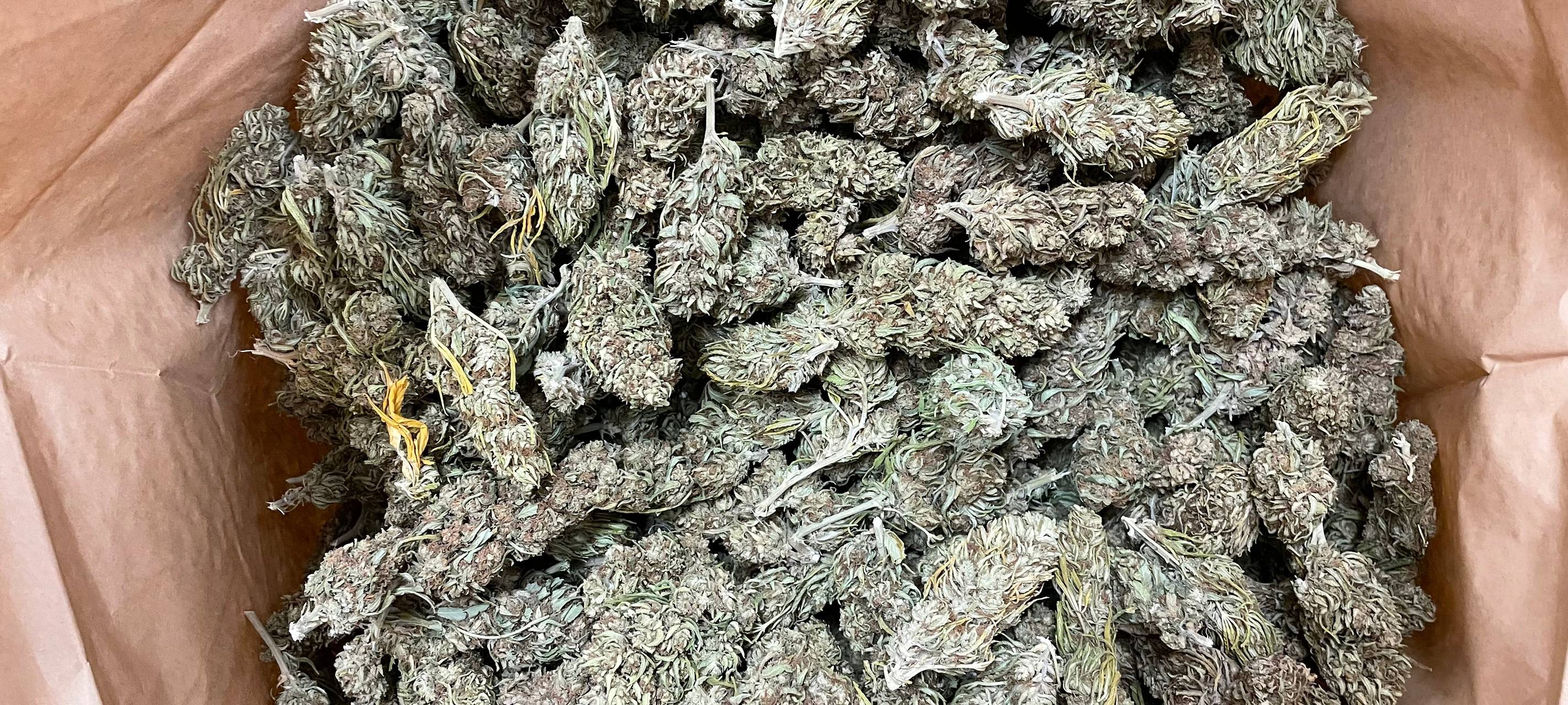 100 Kilogramm Marihuana in Duisburg sichergestellt