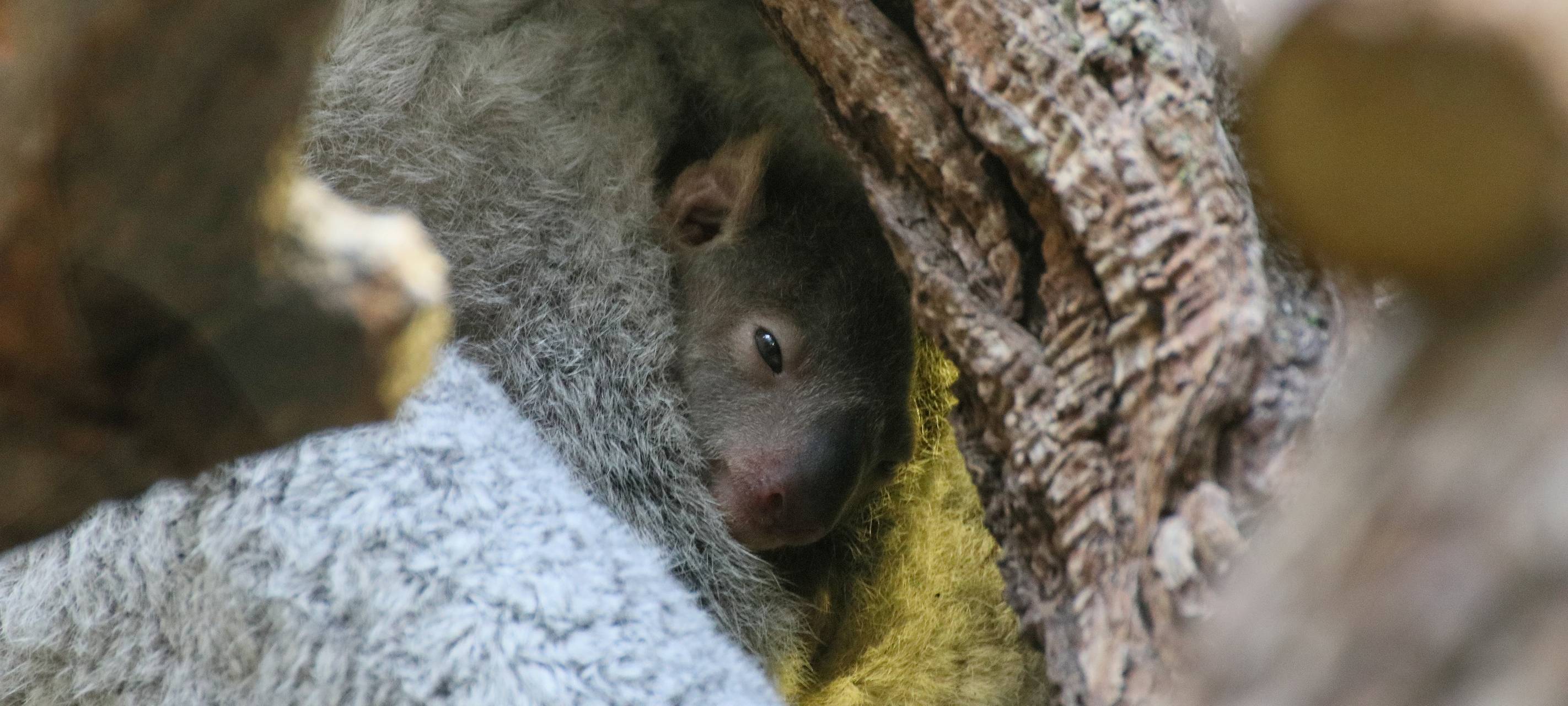 Koala-Baby blinzelt zum ersten Mal aus dem Beutel