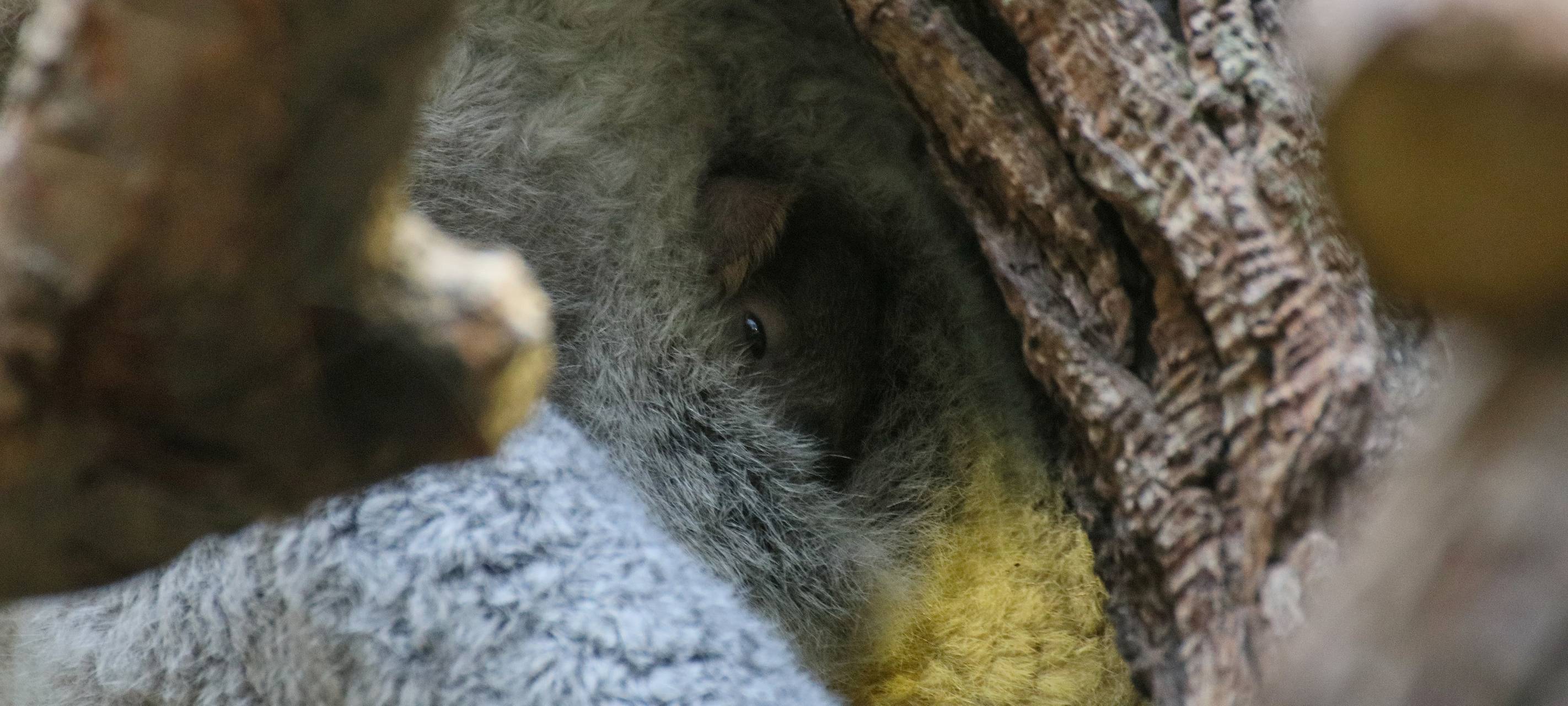 Koala-Baby blinzelt zum ersten Mal aus dem Beutel