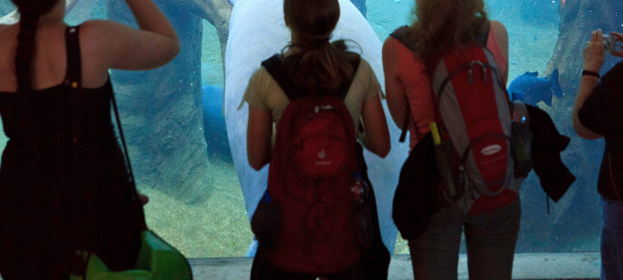 Seekühe ziehen in den Duisburger Zoo
