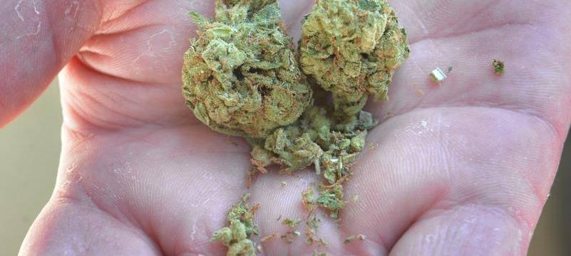 Polizei: Mehr zu tun wegen Cannabis-Gesetz