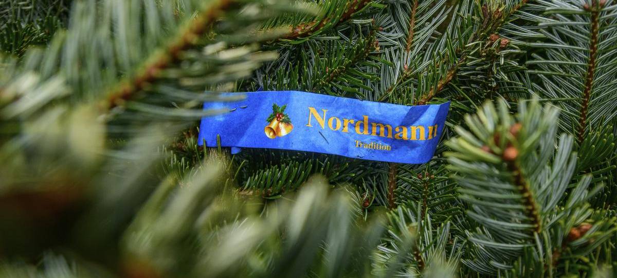 Weihnachtsbäume aus dem Stadtwald