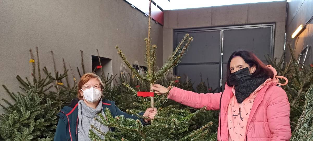 Weihnachtsbäume für den guten Zweck