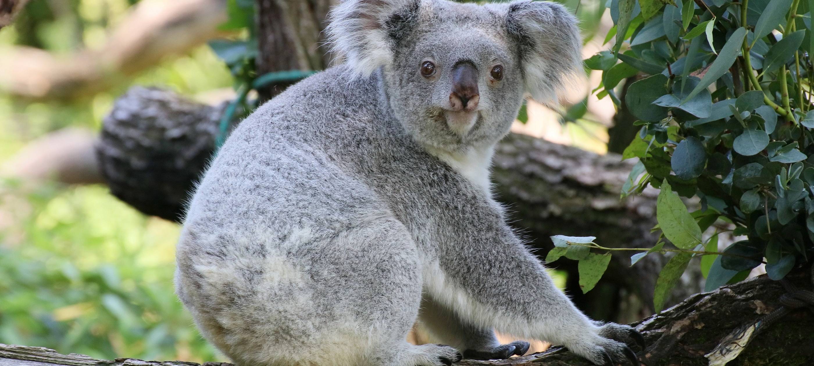 Tierpfleger filmt Koala-Geburt im Duisburger Zoo