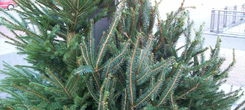 Wirtschaftsbetriebe sammeln Weihnachtsbäume ein