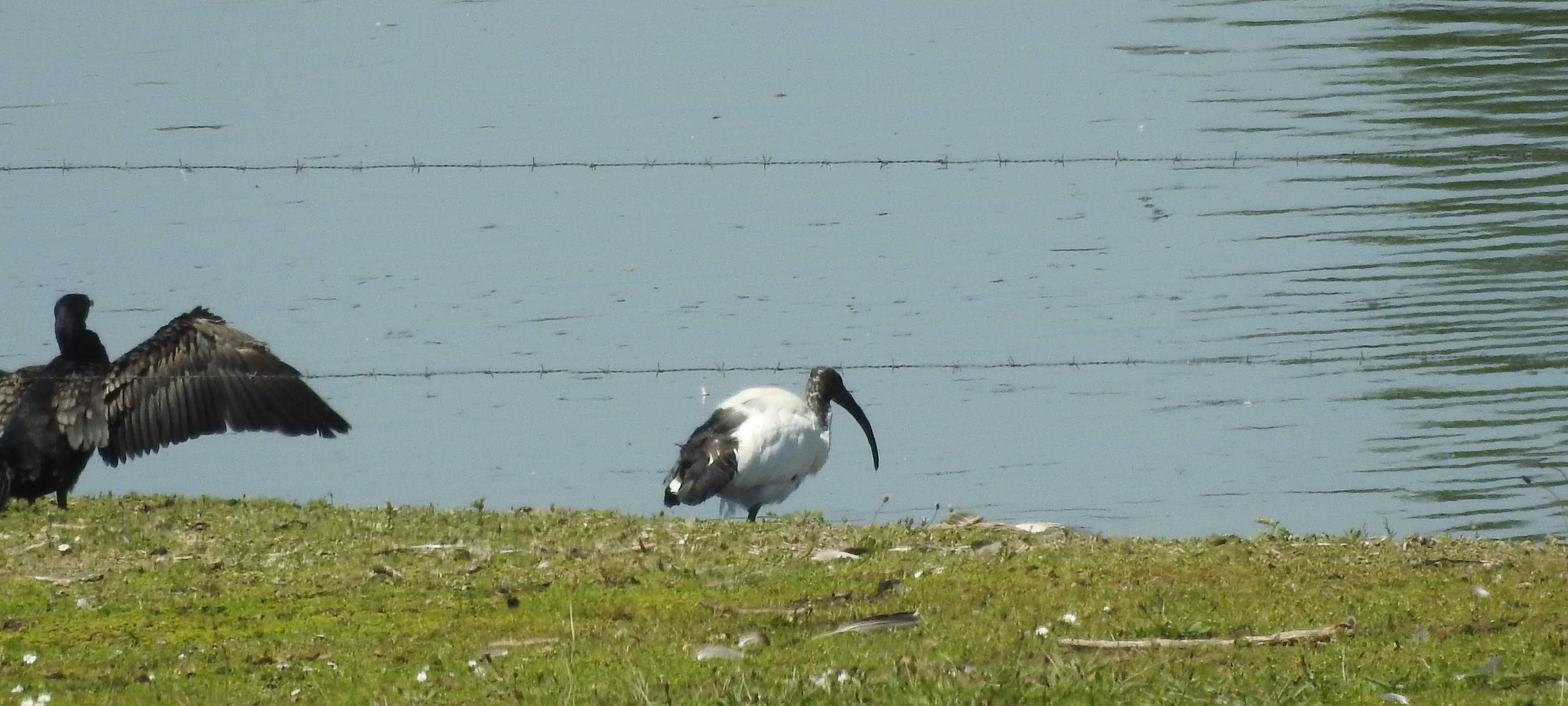 Invasive Arten in Duisburg