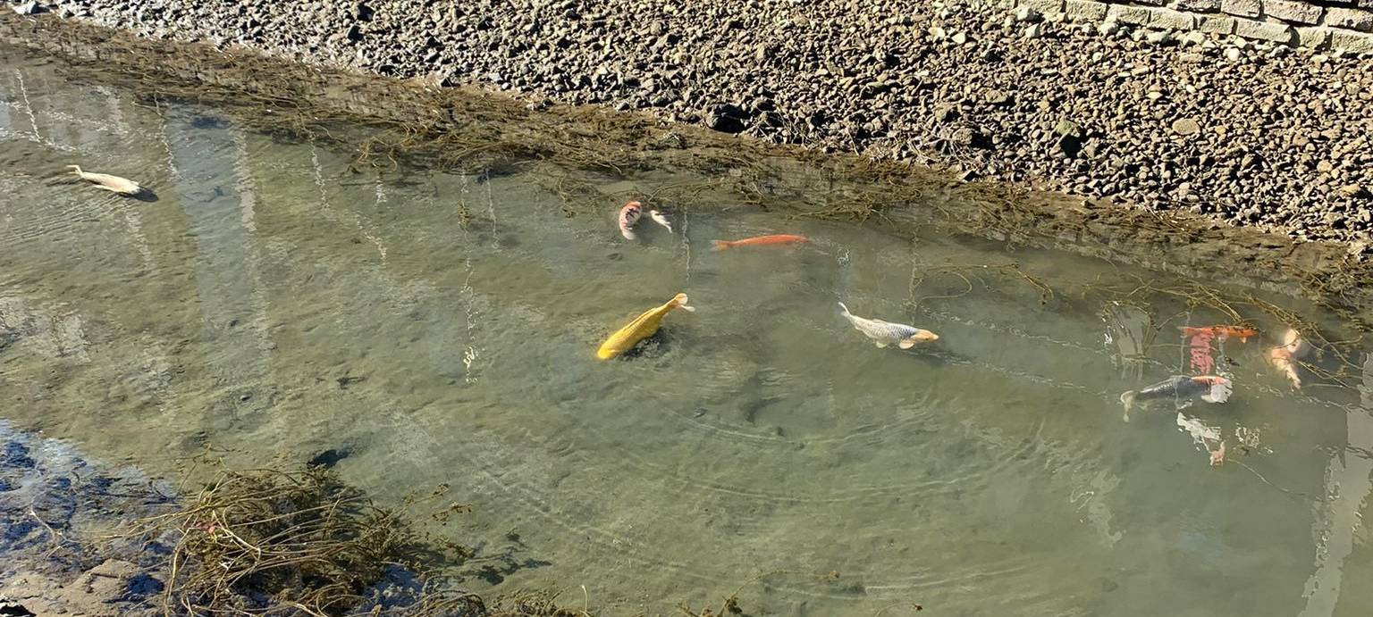 Extrem niedriger Wasserstand am Innenhafen