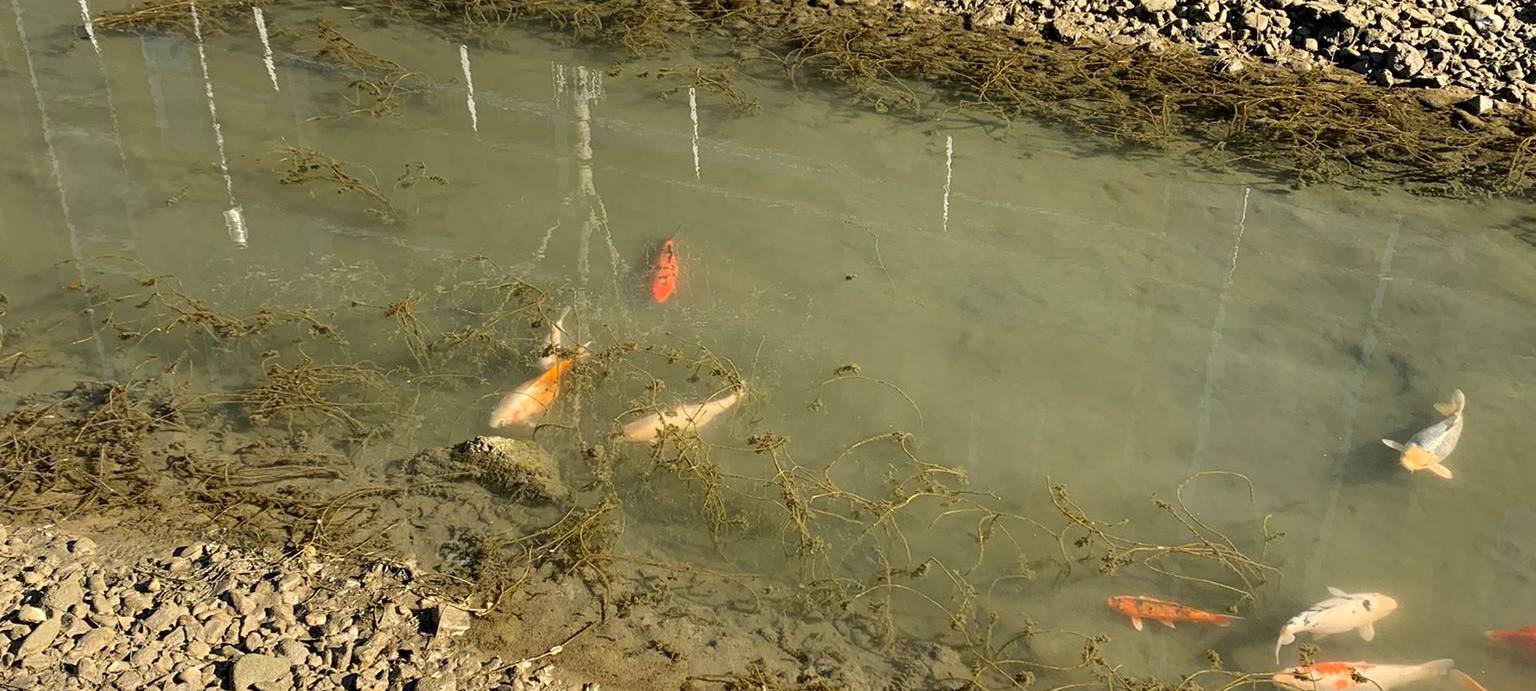 Extrem niedriger Wasserstand am Innenhafen