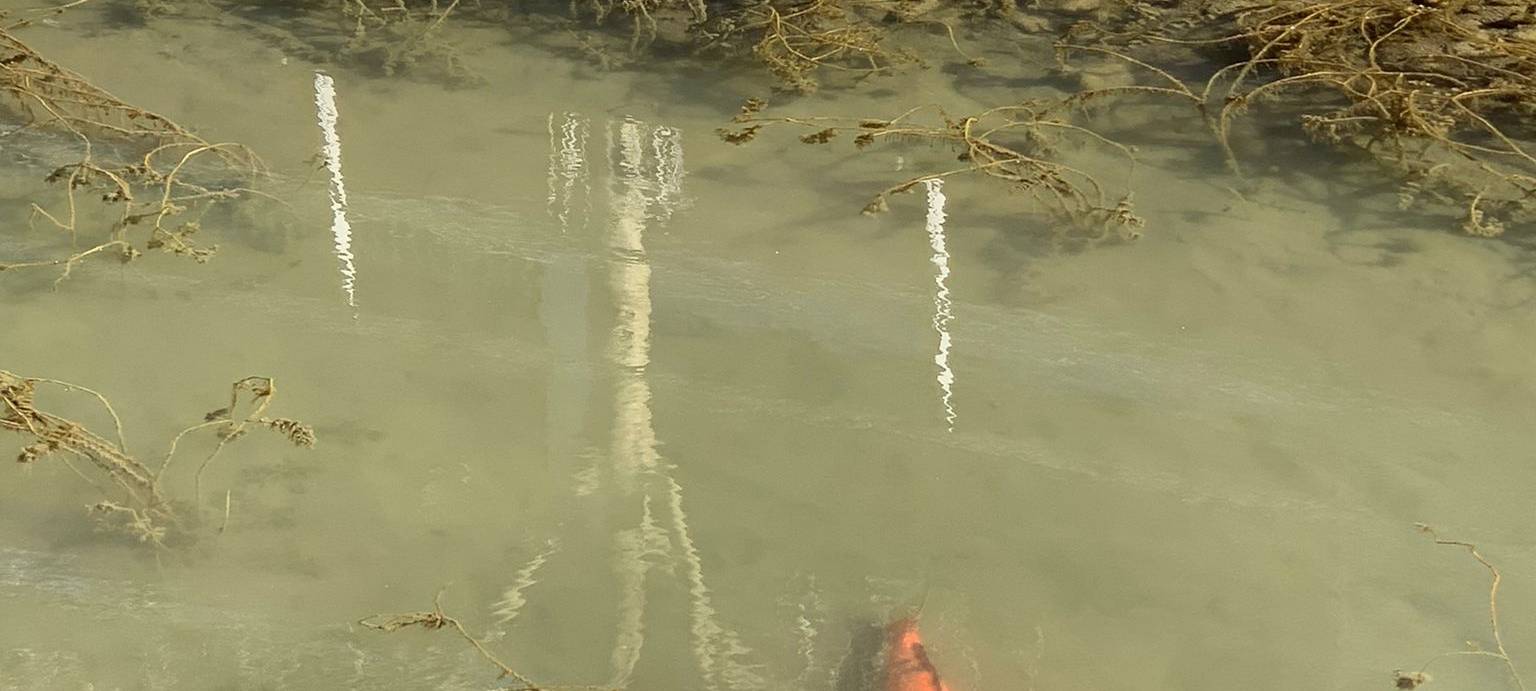 Extrem niedriger Wasserstand am Innenhafen