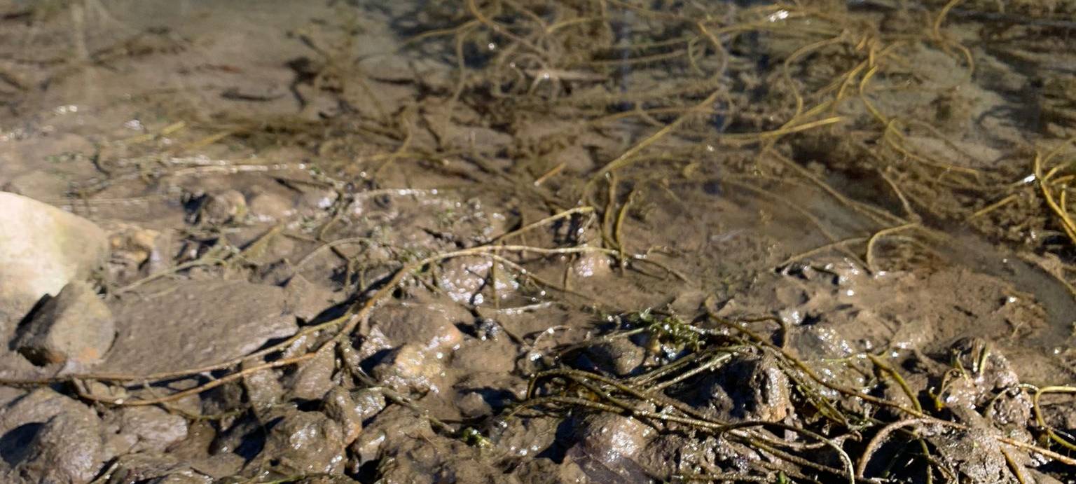 Extrem niedriger Wasserstand am Innenhafen