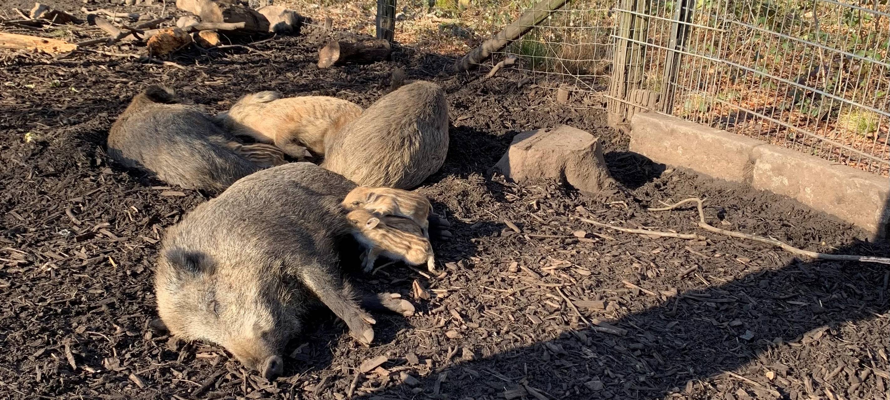Wildschwein-Nachwuchs im Duisburger Stadtwald