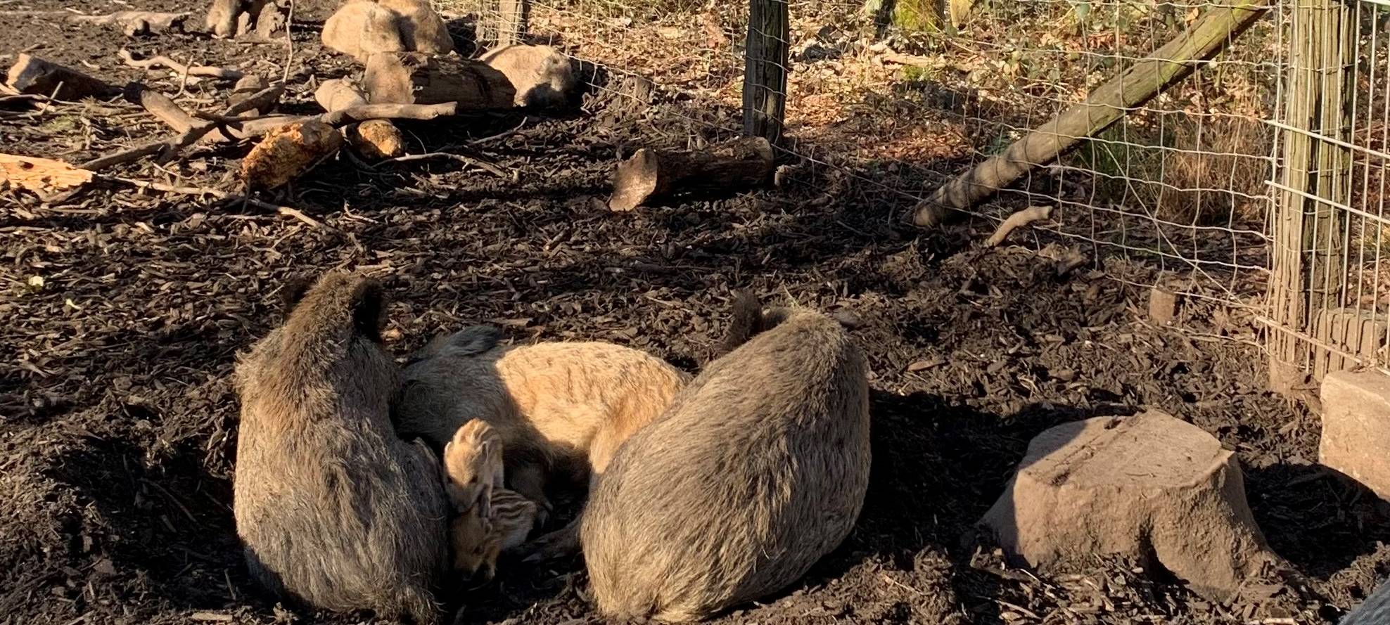Wildschwein-Nachwuchs im Duisburger Stadtwald
