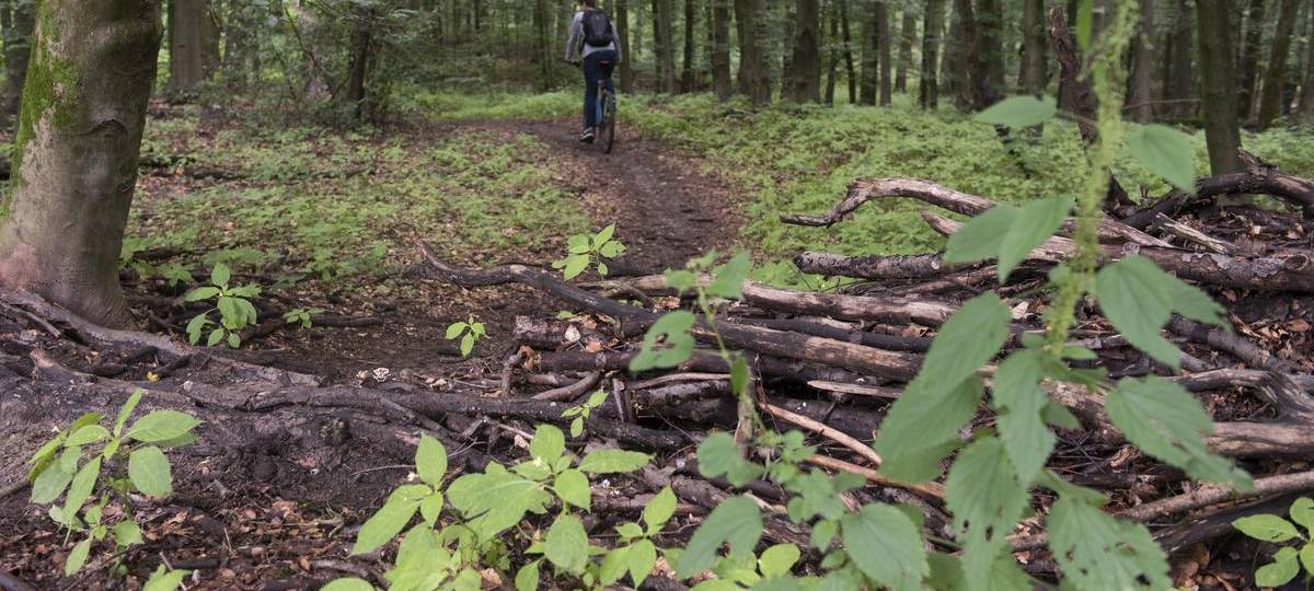Übernimmt der RVR die städtischen Wälder in Duisburg?