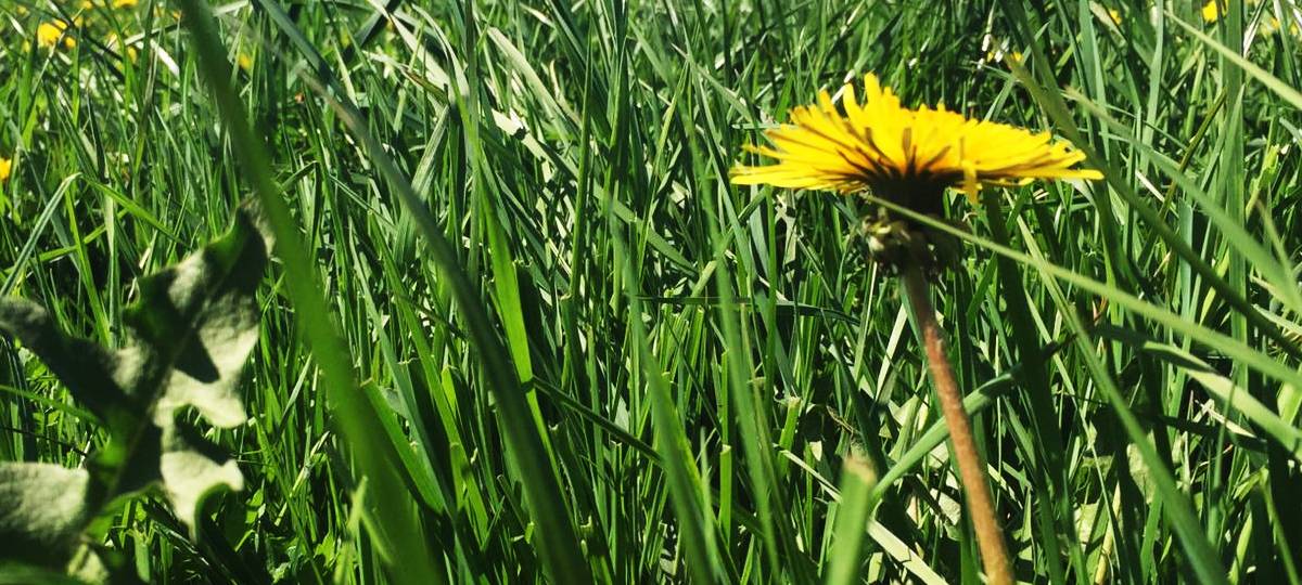 Manuela Sass macht Stadtführungen als "Hexe"