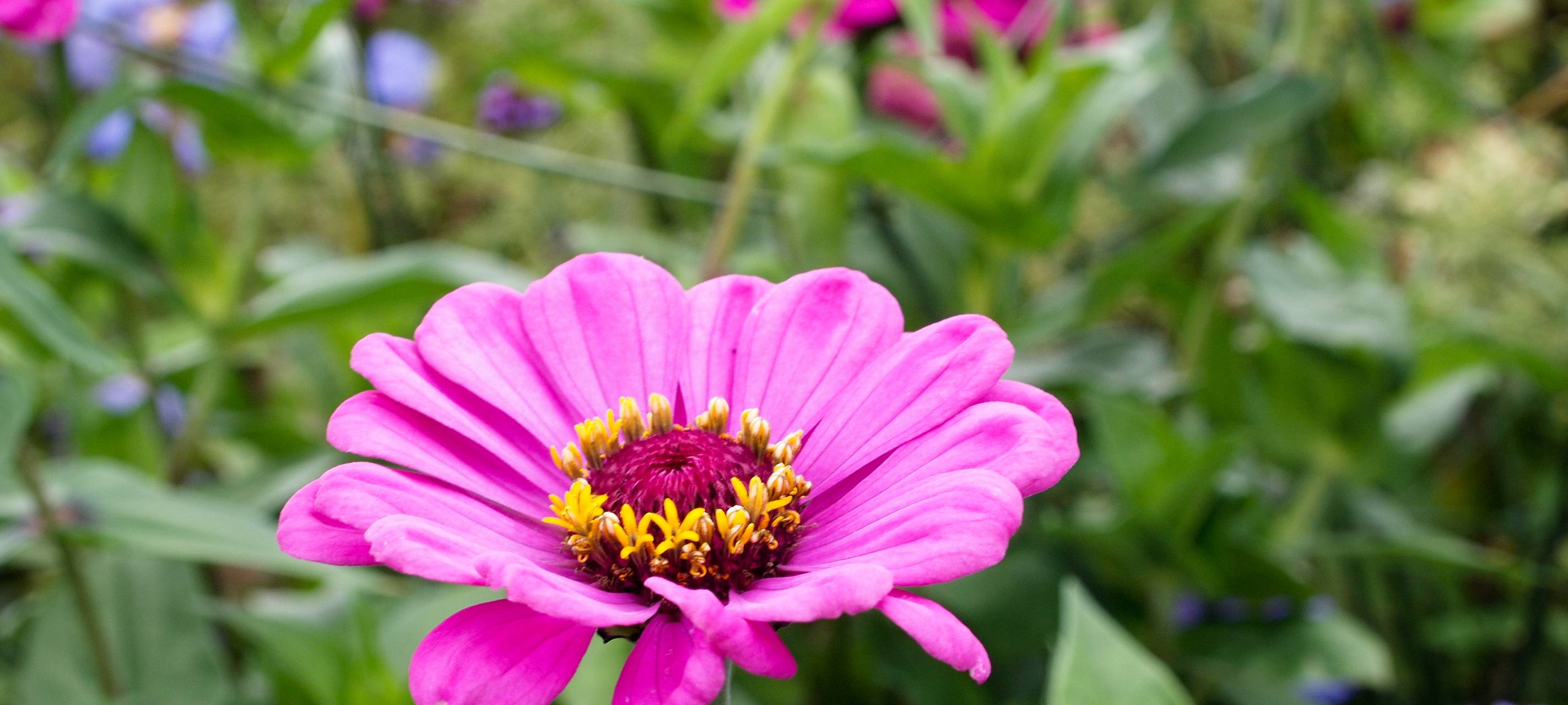 Gegen Insektensterben: Start Up vermittelt Bienen