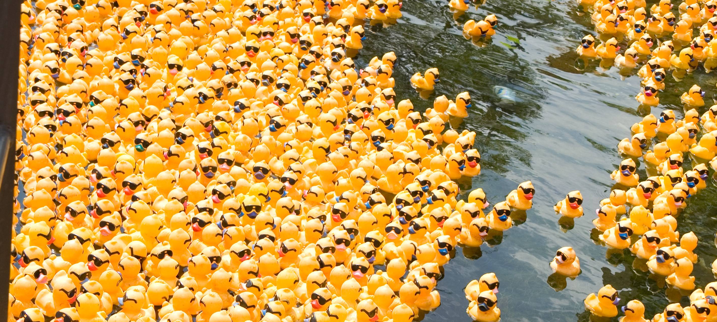 Entenrennen im Innenhafen