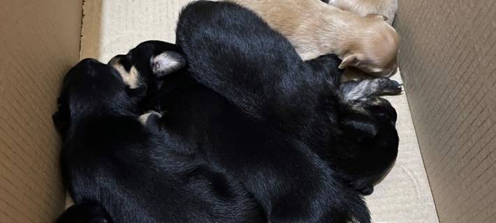 Illegaler Hundewelpen-Handel in Hochfeld aufgeflogen