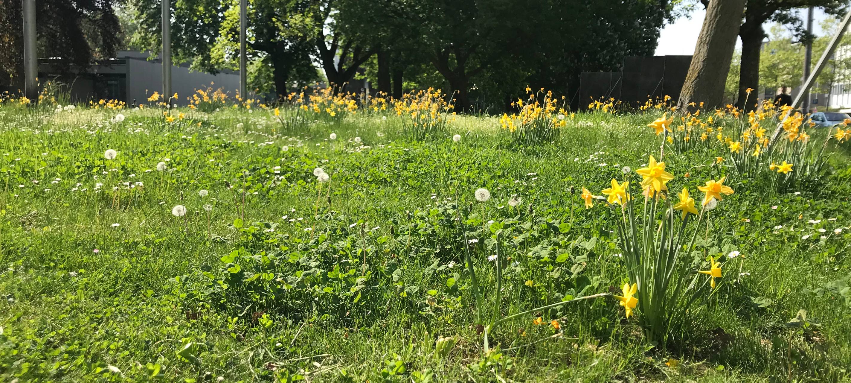 "Duisburg summt": Insektenfreundliche Wiesen im Kantpark