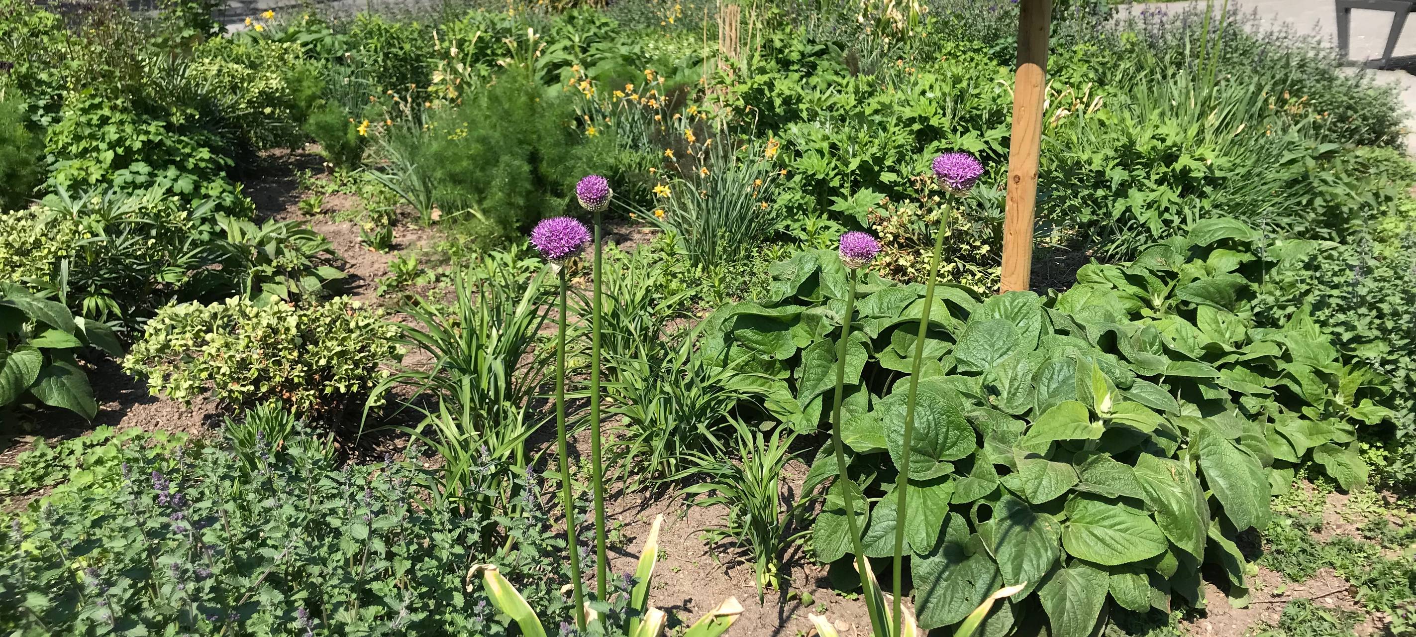 "Duisburg summt": Insektenfreundliche Wiesen im Kantpark