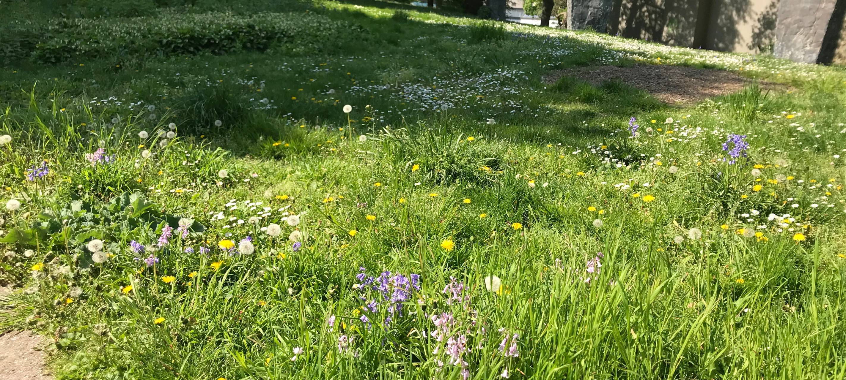 "Duisburg summt": Insektenfreundliche Wiesen im Kantpark
