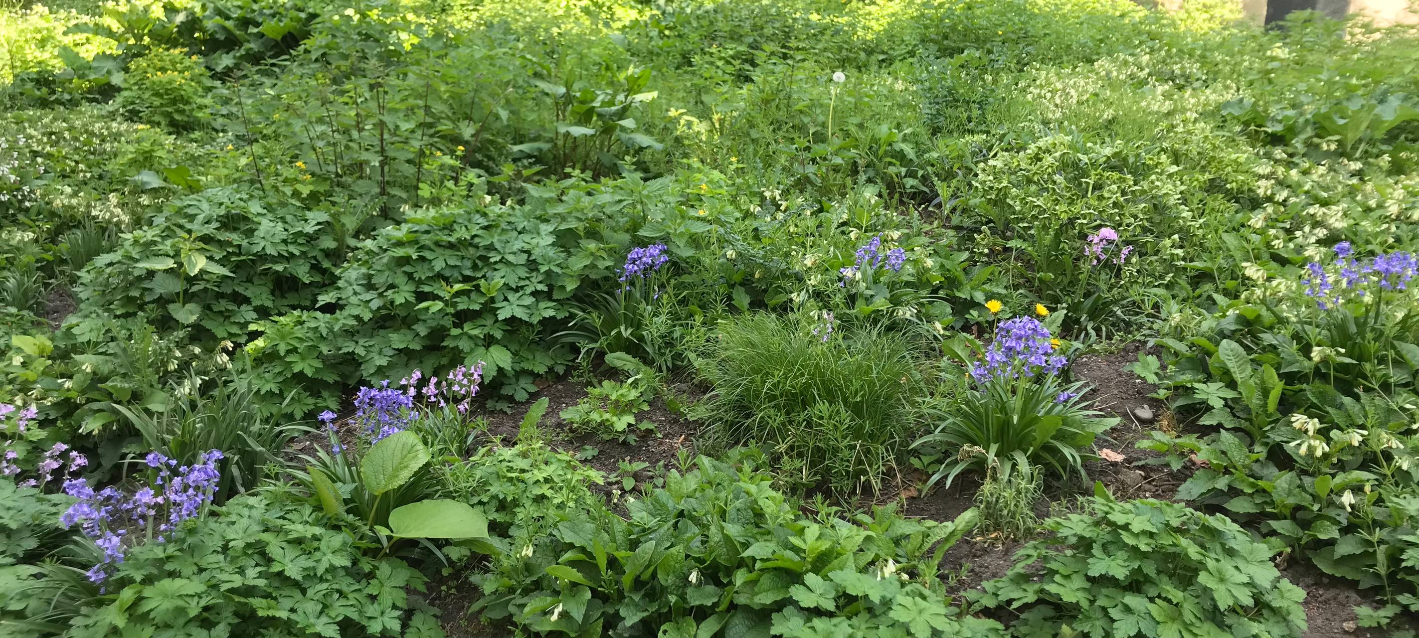 "Duisburg summt": Insektenfreundliche Wiesen im Kantpark