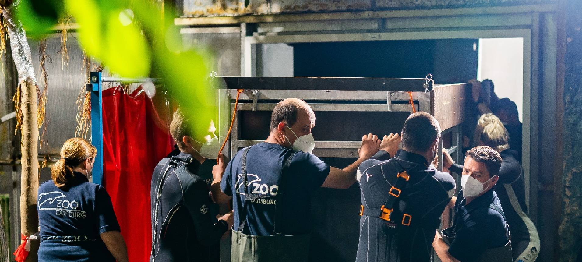 Zoo Duisburg: Seekühe sind da