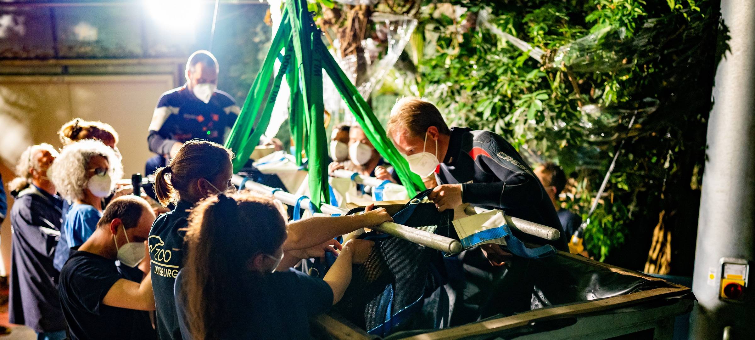 Zoo Duisburg: Seekühe sind da