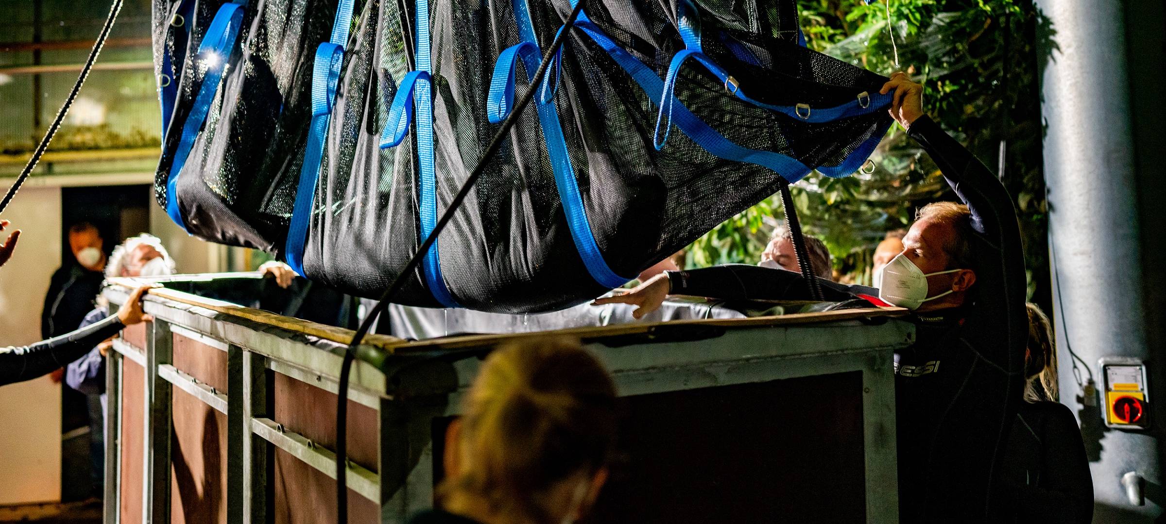 Zoo Duisburg: Seekühe sind da