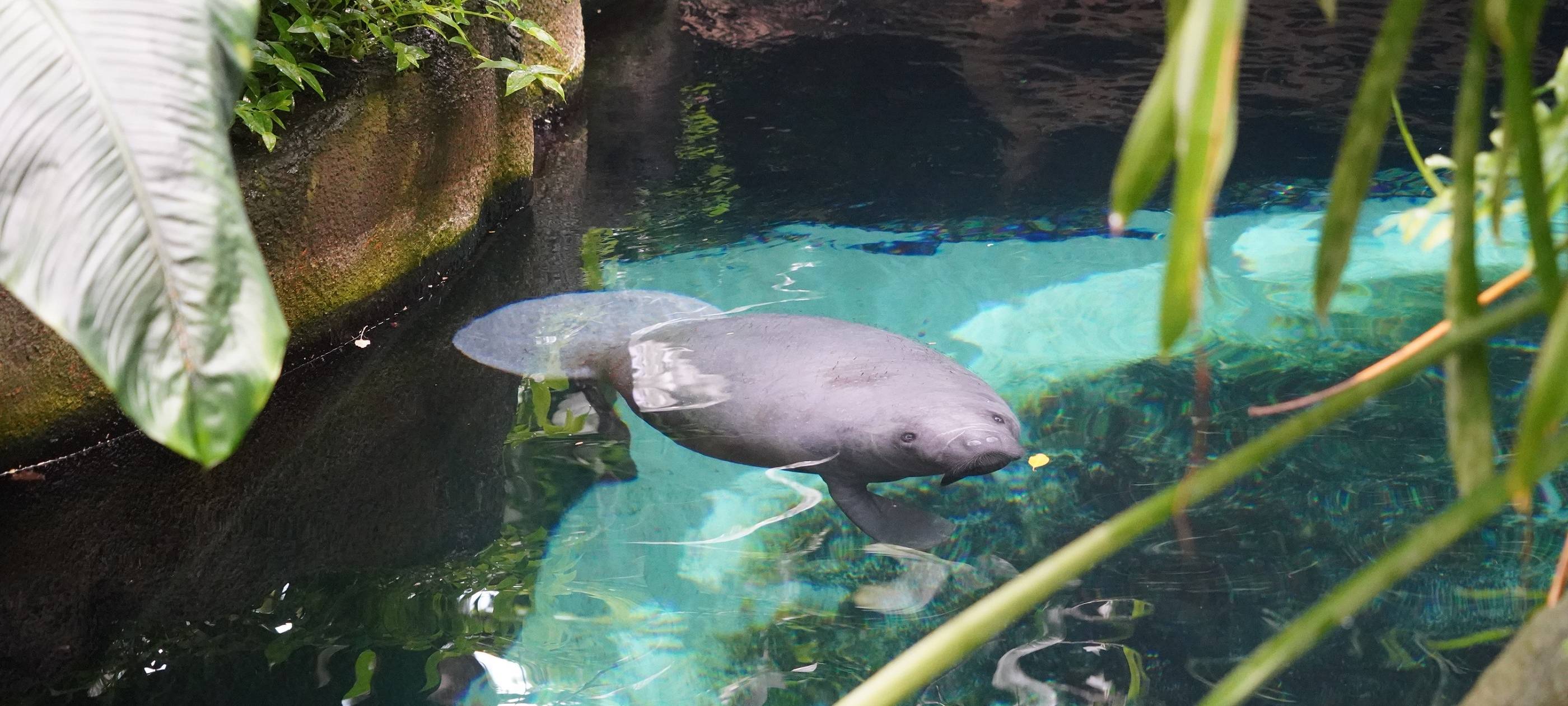 Zoo Duisburg: Seekühe sind da
