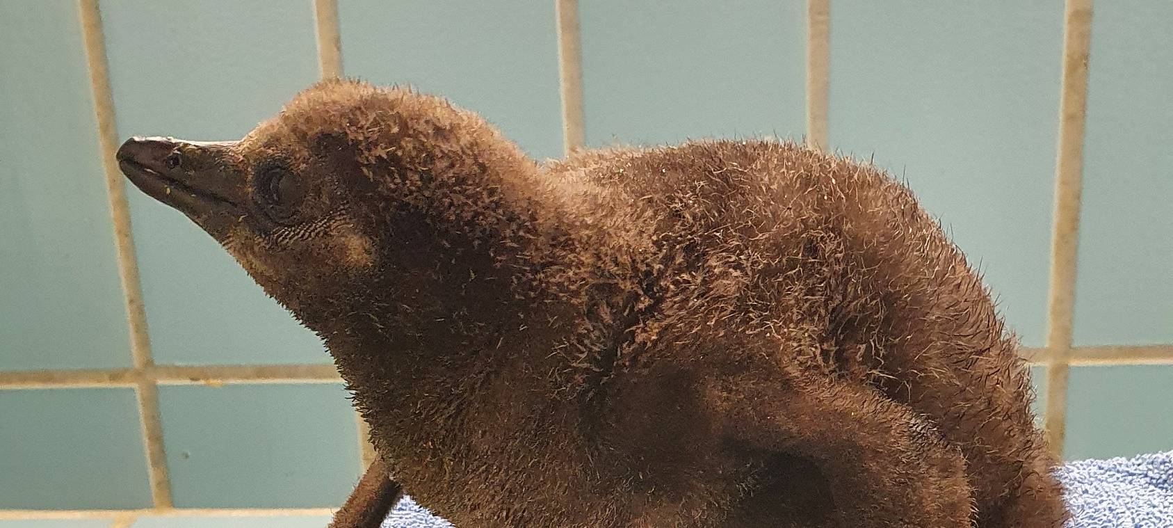 Pinguin-Baby im Duisburger Zoo