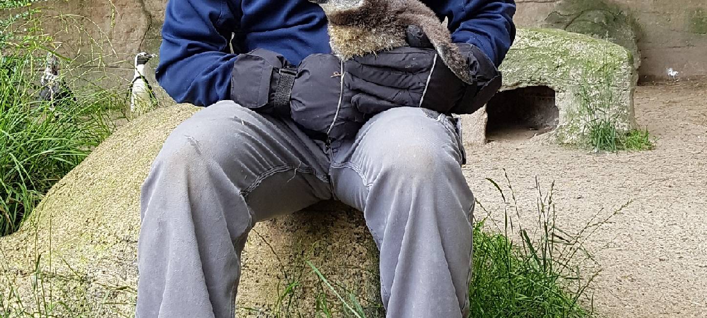 Junger Pinguin mit Revierleiter Maik Elbers / Quelle: Zoo Duisburg