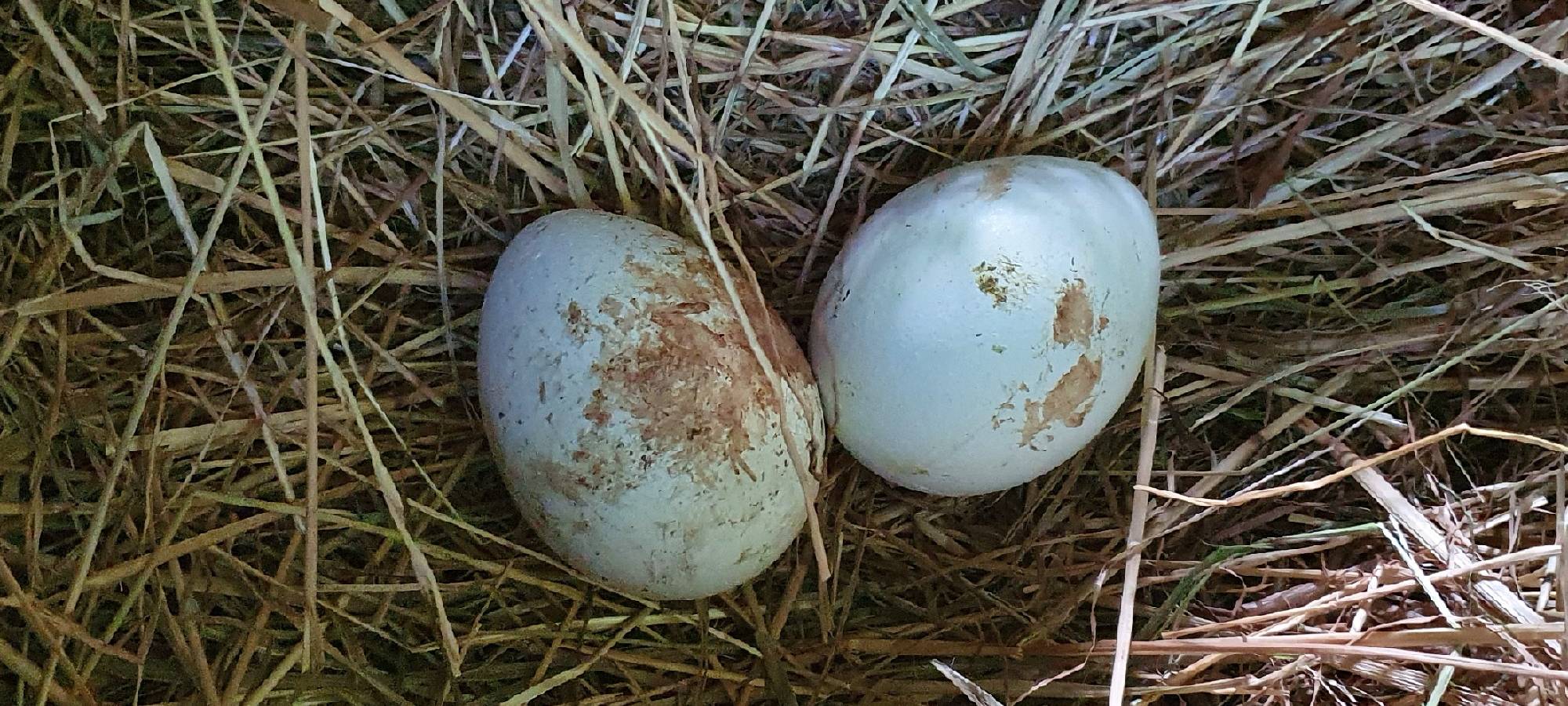 Pinguineier im Nest l Quelle: Zoo Duisburg / M. Elbers